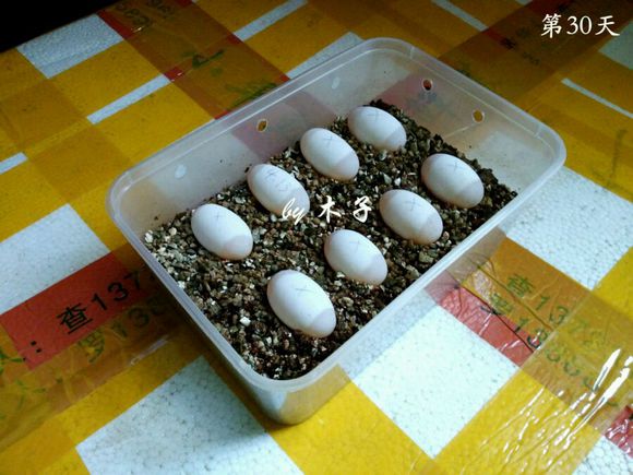 草龟繁殖经验分享孵蛋40天破壳,草龟孵化及幼龟养殖