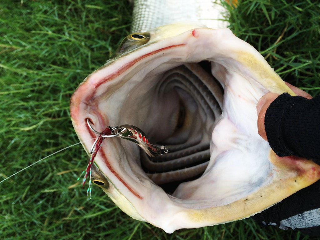 此鱼游泳迅速，行动敏捷，被广大钓友称为“水老虎”