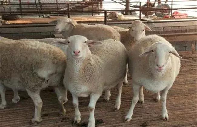 羊药浴驱虫的正确方法,养羊怎么护理羊羔绒毛
