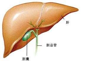 人体哪些器官可以切除不会影响,人体切除哪些器官还能继续活