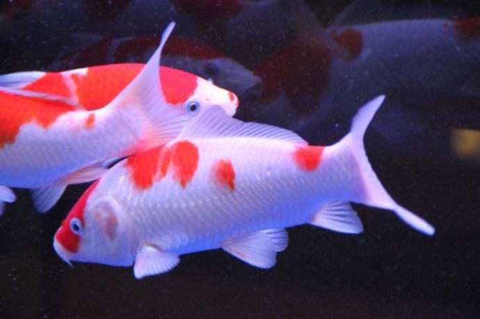 锦鲤烂嘴可以用高锰酸钾,锦鲤烂嘴烂尾用什么药