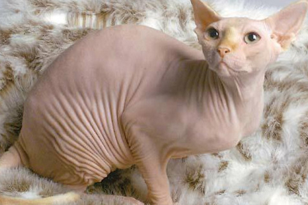 冰肌嫩肤脱毛,超冰脱毛介绍