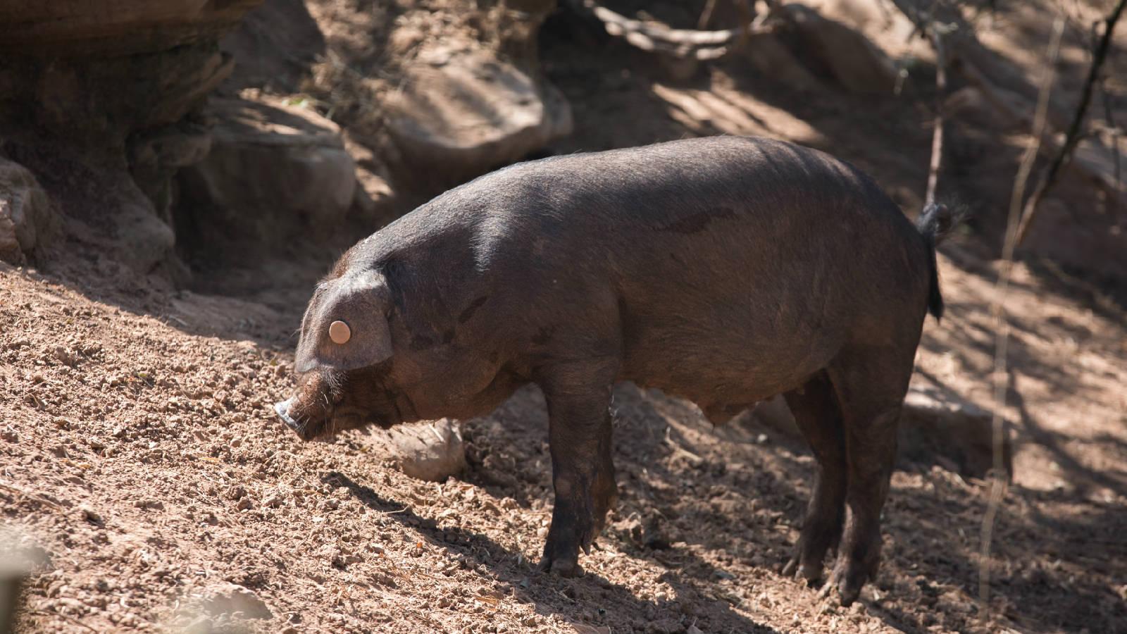 热点解读乡村振兴,通江乡村振兴