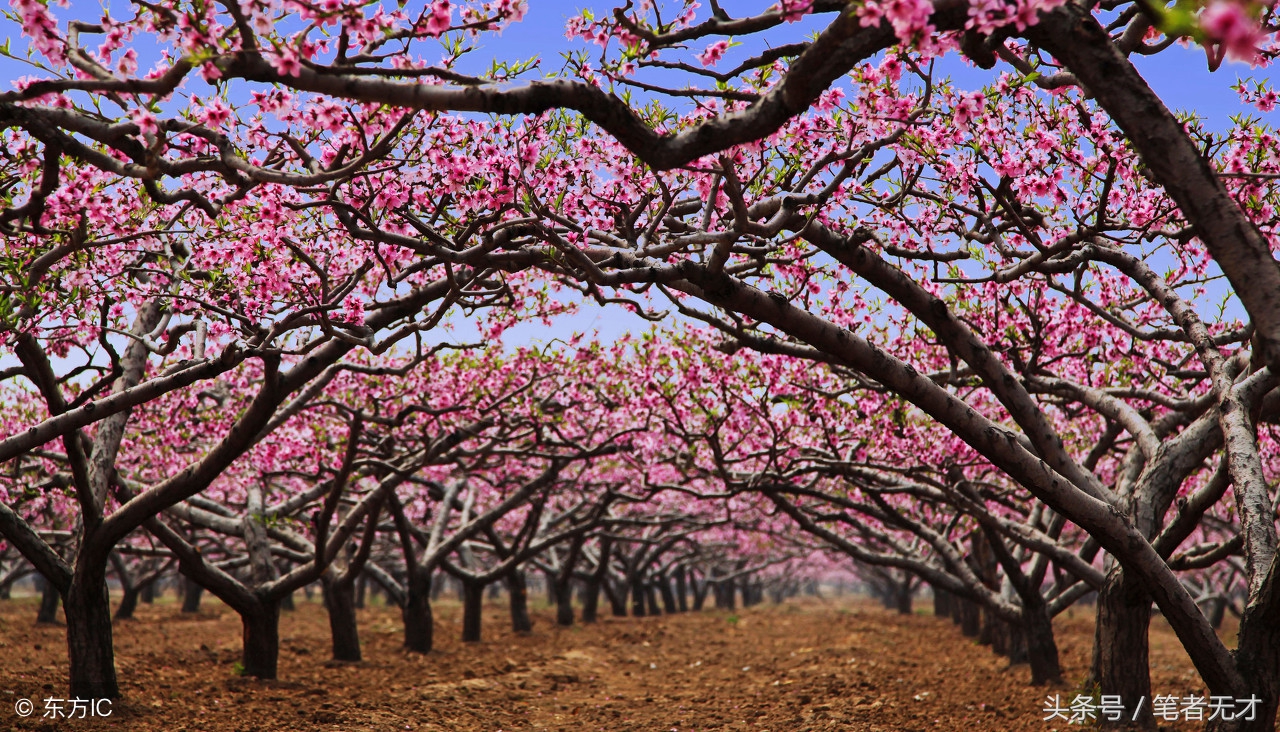 红颜远去唯留岁月浅唱,红颜易逝莫留岁月浅唱