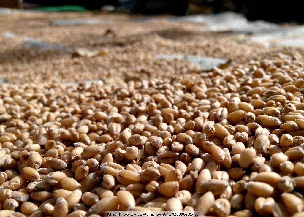 秋天10-20度钓鱼用什么饵料 (秋天自制鲤鱼草鱼饵料)