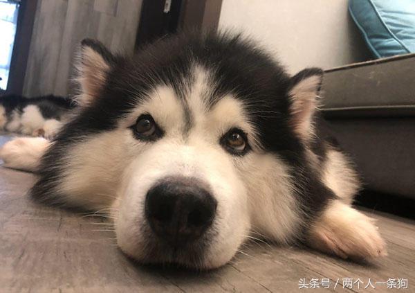 阿拉斯加掉毛严重正常吗,阿拉斯加掉毛是正常的吗