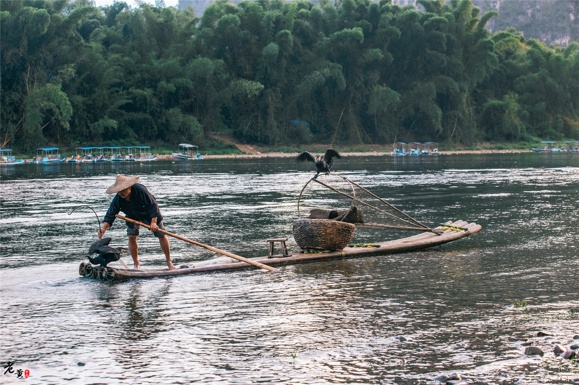 阳朔体验鱼鹰捕鱼,兴坪一日游之鸬鹚捕鱼记