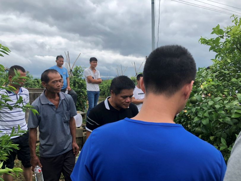 柑橘黄化修复剂爆款,黄化1号治柑橘黄化