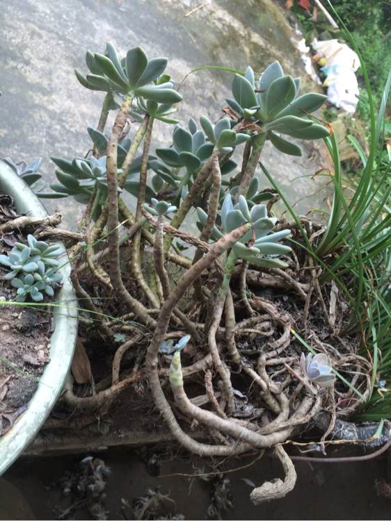 花了330元买了个10年老桩，带回家种了3箩筐，太爽了！