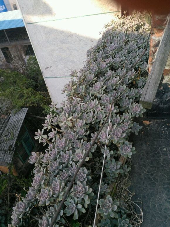 花了330元买了个10年老桩，带回家种了3箩筐，太爽了！