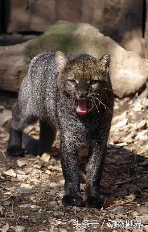 动物世界马全集视频,动物世界大象