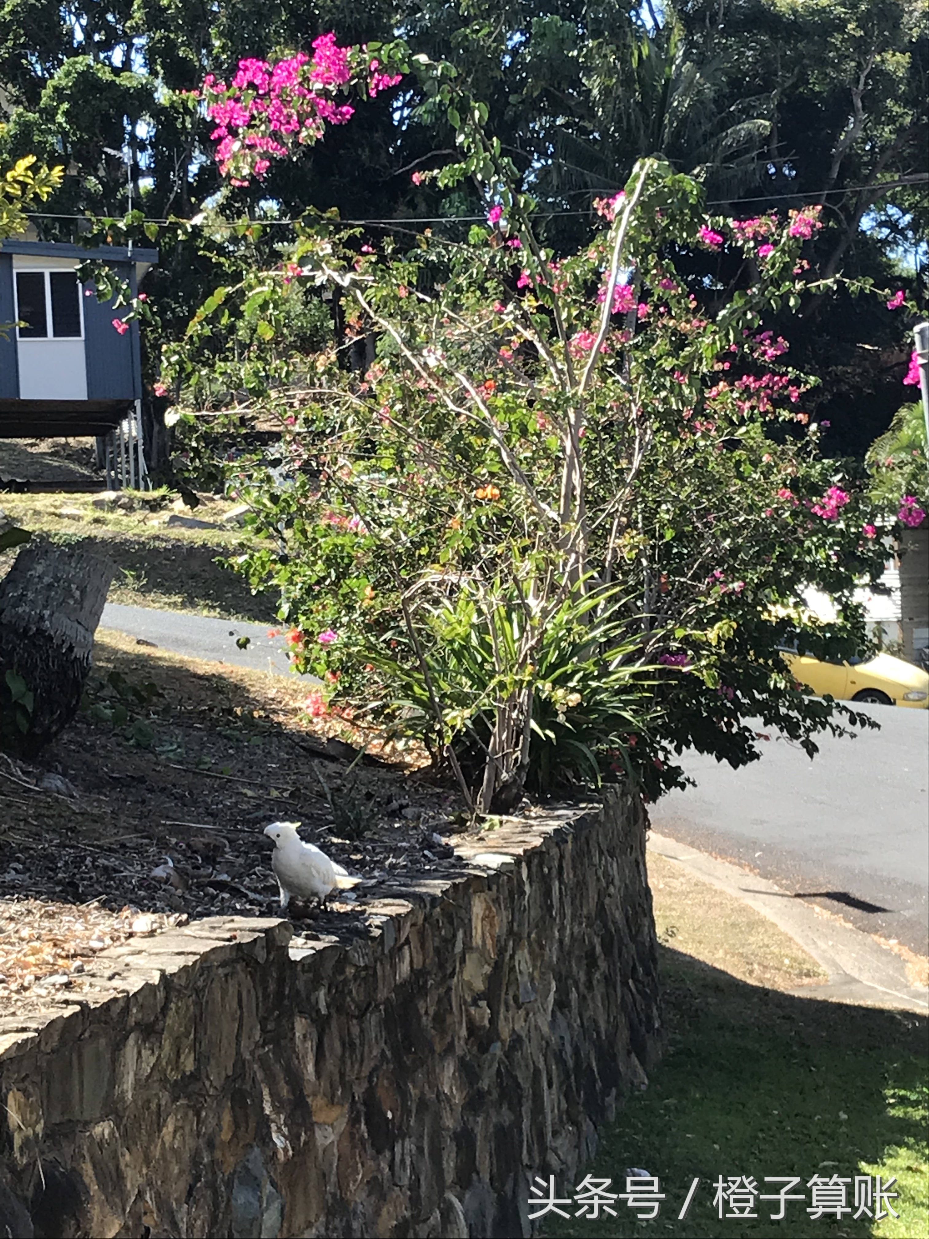 大堡礁怎么去悉尼旅游最好,悉尼自驾大堡礁攻略