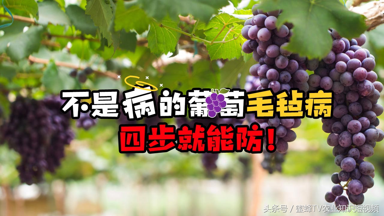 葡萄毛毡病会引起落叶吗,葡萄毛毡病用什么药治疗