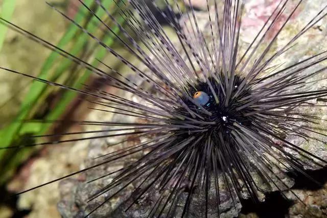 三亚男子游泳遇险,男子被鱼拖下水4公里外获救万幸