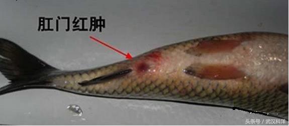 溴碘伏在水产中的作用,碘伏对出血的伤口可用吗