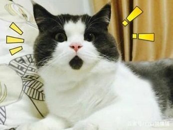 刚到家的小奶猫需要去医院吗,刚接回来的小奶猫容易得的传染病