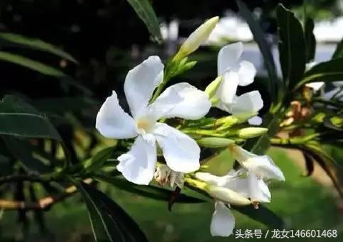 世界各国的国花视频,各国国花及花语列表