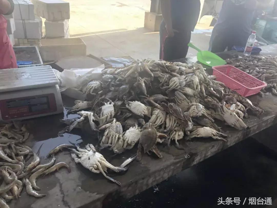 烟台开海现场直播视频,开海现场视频直播