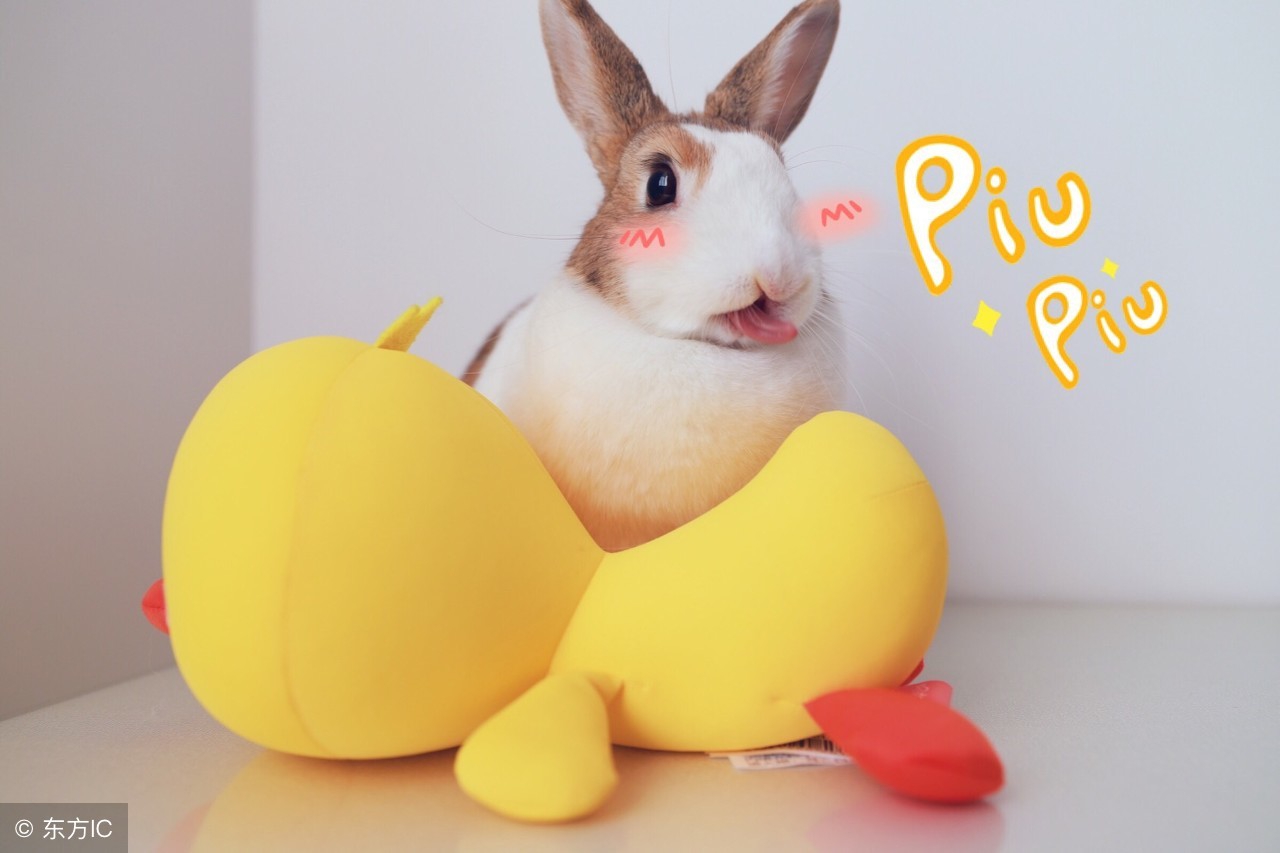 兔子的智商,兔子的动画片