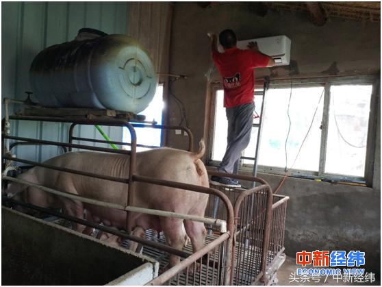 农村淘宝推空调送装免费帮河南养猪户预防非洲猪瘟