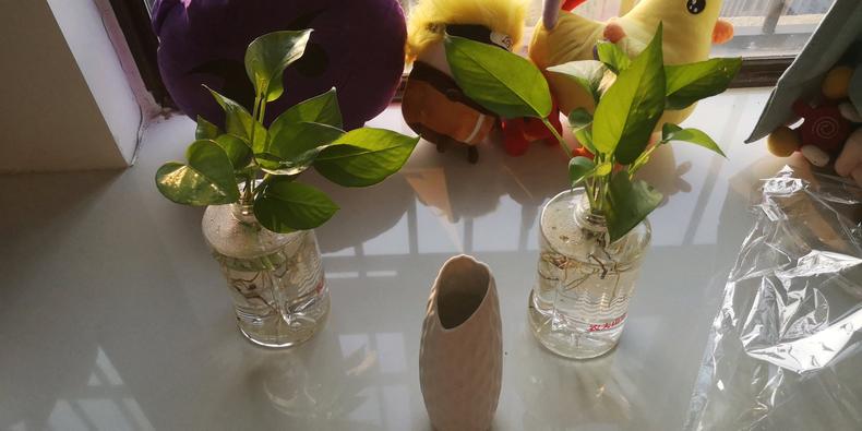 水培绿萝怎么养才能爆盆,水培绿萝怎么移植到盆里