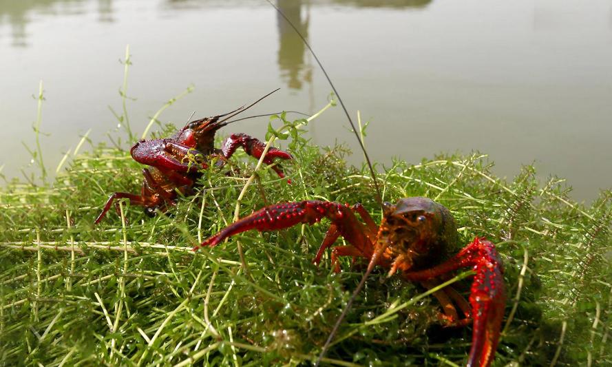 小龙虾得了肠炎还能喂食吗,小龙虾肠炎可以用左氧氟沙星吗