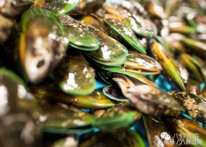 新西兰海边青口贝,新西兰赶海吃青口贝