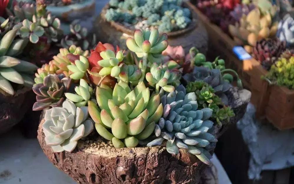 小伙回到农村种“多肉”,一棚能赚五六万元