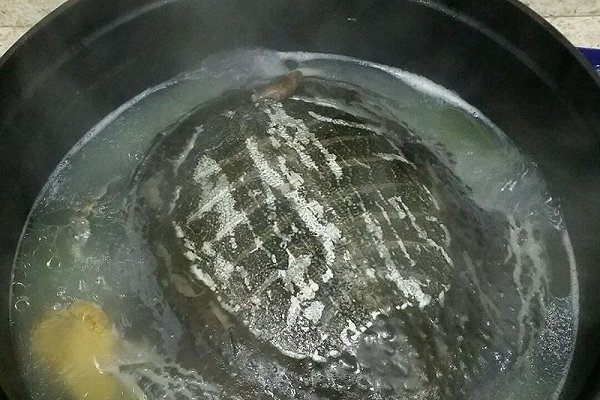 冬天甲鱼怎么样放才不死,这个季节甲鱼适合怎么吃