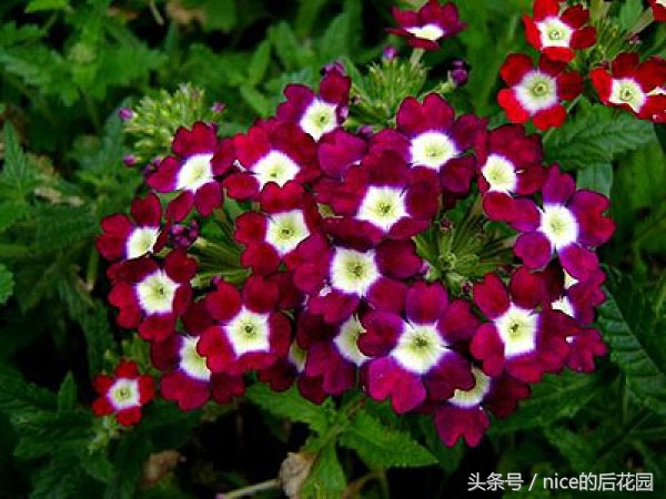 美女樱认不得？只怪它衣服太多