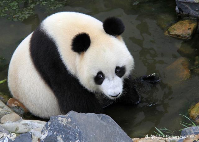 生物进化论能证明人类的起源,人类真的是猿进化的吗