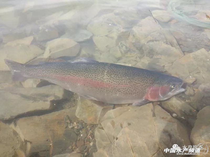 盐碱地变身新粮仓,盐碱地改良滩涂变良田