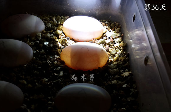 草龟繁殖经验分享孵蛋40天破壳,草龟养殖日记从幼苗开始
