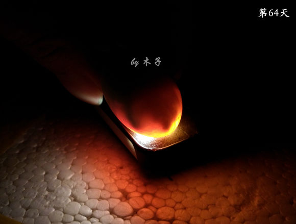 草龟繁殖经验分享孵蛋40天破壳,草龟养殖日记从幼苗开始