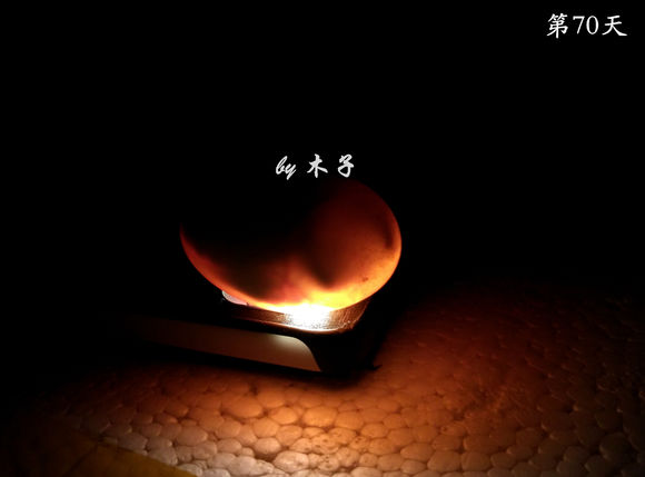 草龟繁殖经验分享孵蛋40天破壳,草龟养殖日记从幼苗开始