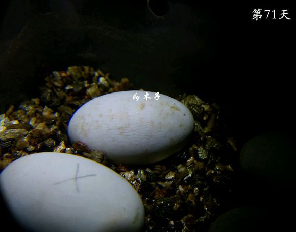 草龟繁殖经验分享孵蛋40天破壳,草龟养殖日记从幼苗开始