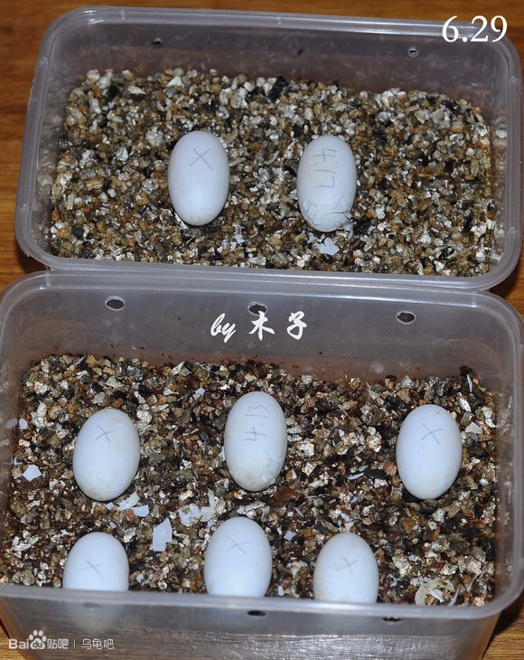 自己养的草龟怎么孵化草龟蛋,自家养的草龟如何产蛋