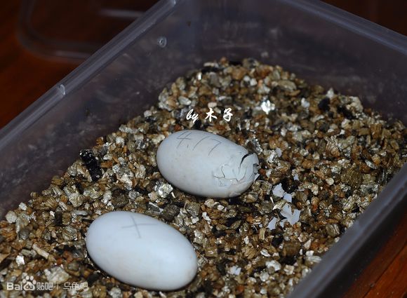自己养的草龟怎么孵化草龟蛋,自家养的草龟如何产蛋