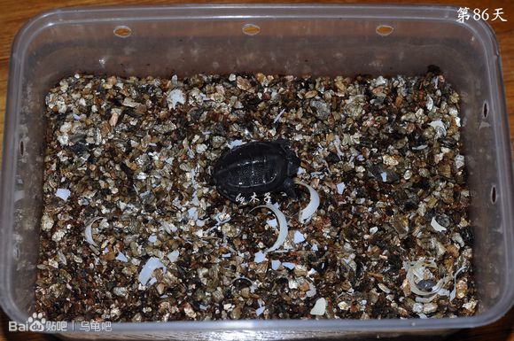 自己养的草龟怎么孵化草龟蛋,自家养的草龟如何产蛋