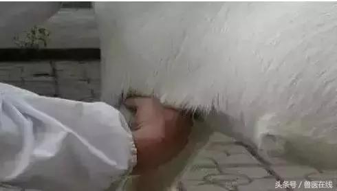 看图羊病,看图学经络