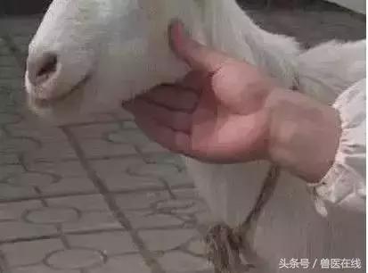 看图羊病,看图学经络