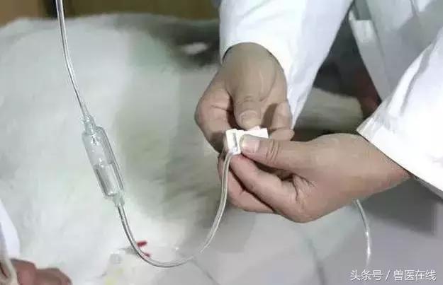 看图羊病,看图学经络