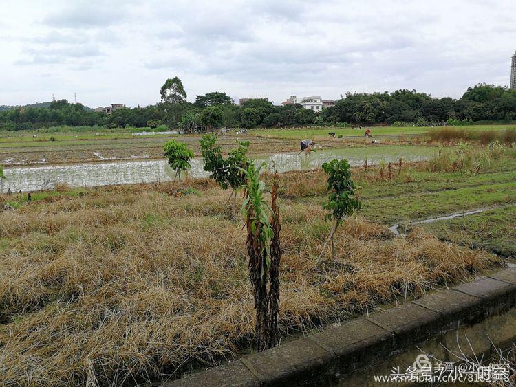 故人具鸡黍邀我至田家邀的意思,故人具鸡黍邀我至田家什么意思