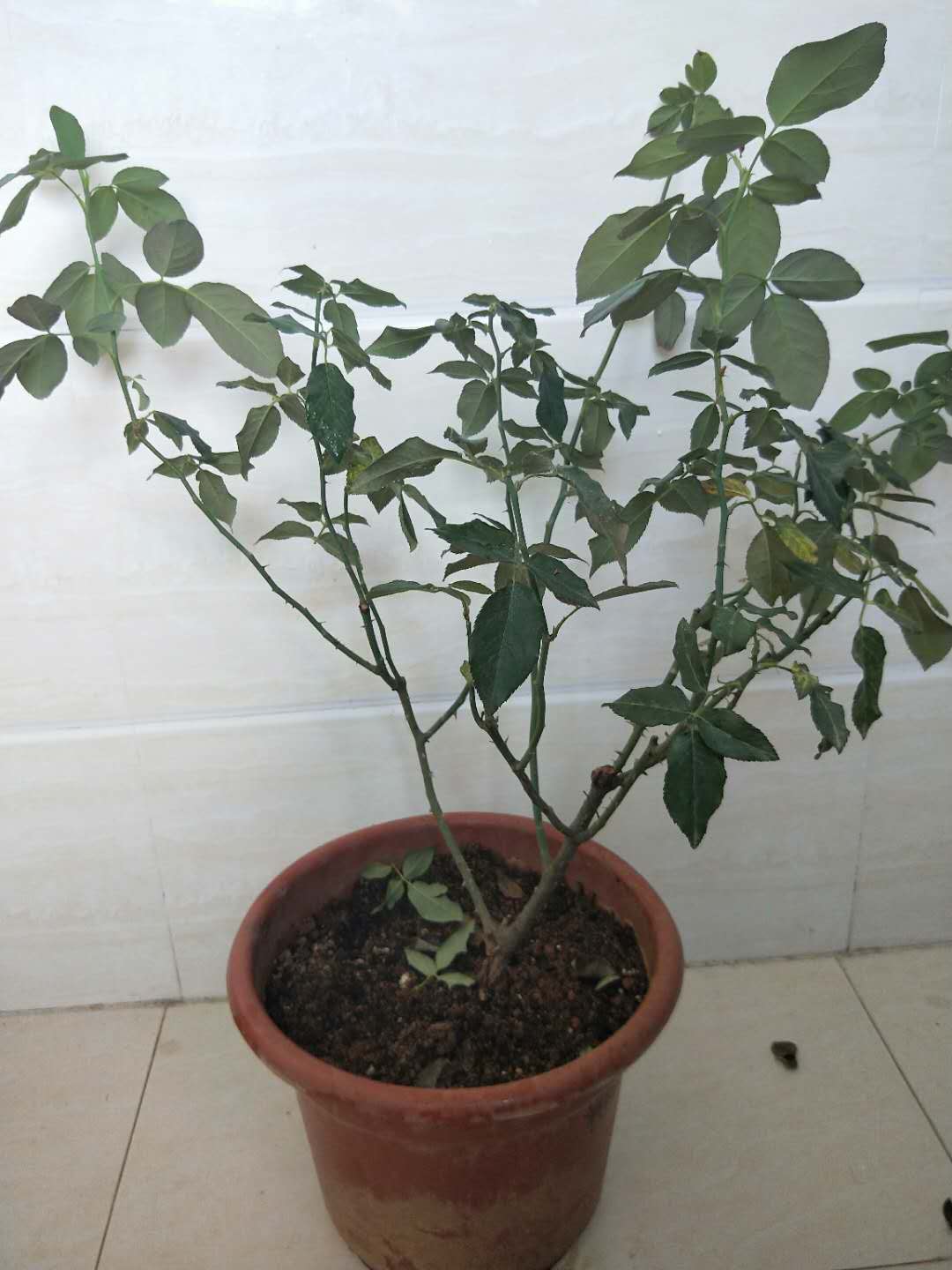 玫瑰生病怎么治,玫瑰生病有哪些症状图