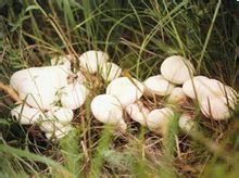 口蘑中最名贵的是什么蘑,口蘑是哪个地方特产