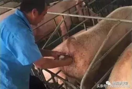 猪场建议及注意事项,目前猪场普遍采用人工授精技术