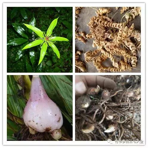 冷背中药材名录大全,冷背中药材批发大全