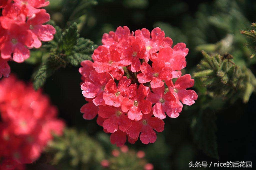 美女樱认不得？只怪它衣服太多