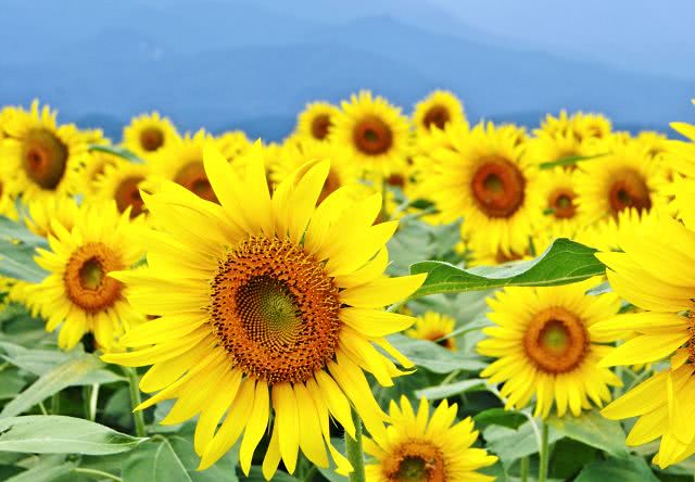 山梨旅游攻略自由行,山梨县旅游