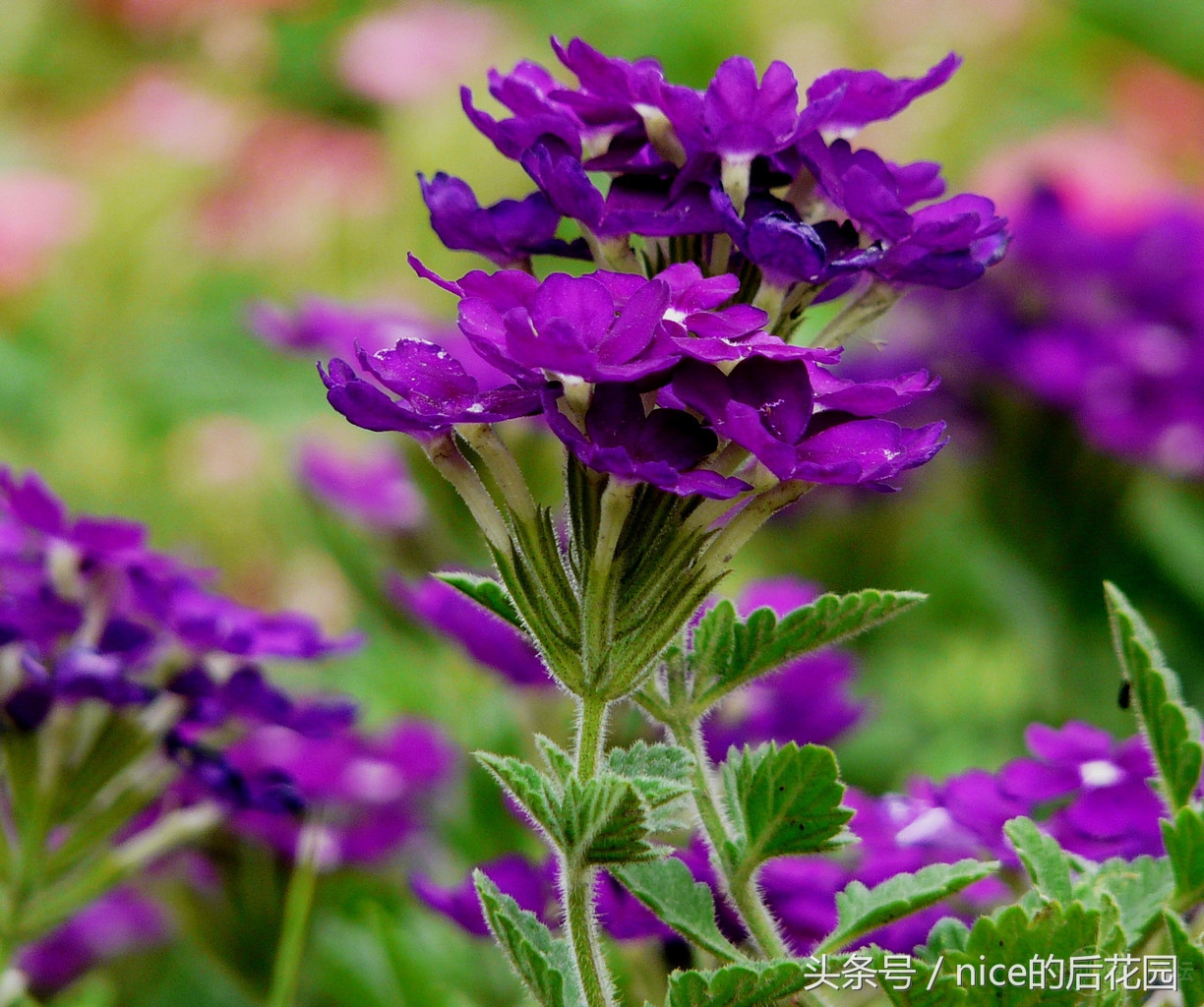 美女樱认不得？只怪它衣服太多